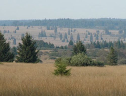 Komentované stanovisko k navrhované novele Zákona o myslivosti