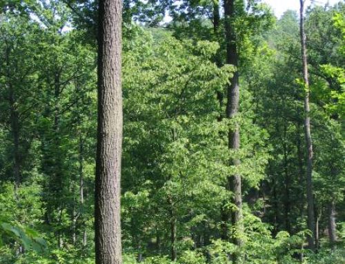 Lesy a lesnictví na historicky nejvýznamnější křižovatce