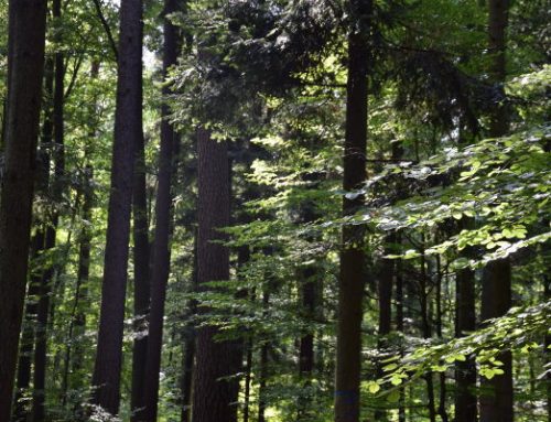 Informace z Pro Silva Europa: Newsletter 2018/1