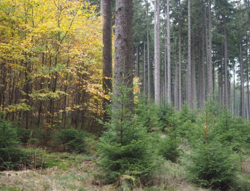 Experiences of uneven-aged forest management in the Czech Republic