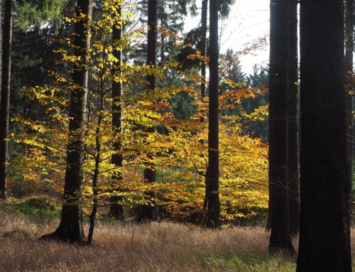 Report on International Workshop in Czech Republic – 25th to 26th October 2018