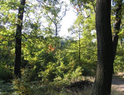 Českomoravská myslivecká jednota brání nápravě českých lesů