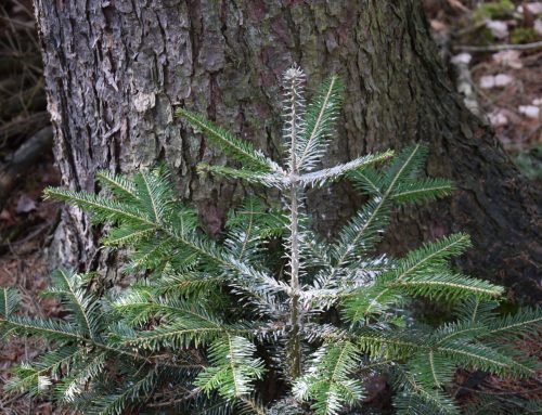 Komentář k vládní novele Zákona o myslivosti (ZoM)