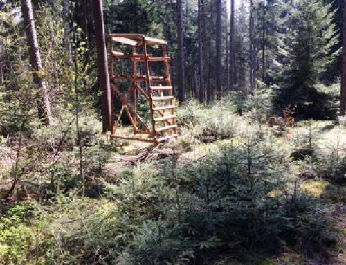 Přestavba lesa vyžaduje lov – 2. vydání