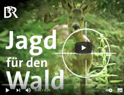 Hospodárenie v lesoch Bavorska (3. časť) Platí zásada les pred zverou