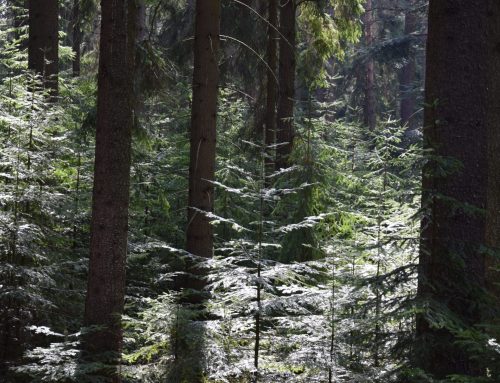 Záznam z webináře “PŘÍRODĚ BLÍZKÉ HOSPODAŘENÍ V LESÍCH”