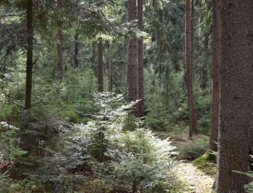 Webinář „Přenos znalostí o přírodě blízkém hospodaření do lesnické praxe“