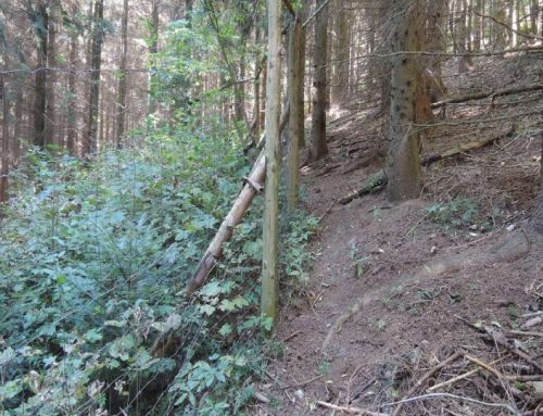 Vzor nájemní smlouvy pro společenstevní honitby