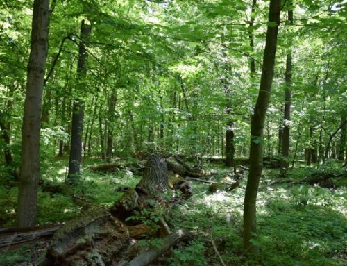 Jak začít hospodařit podle zásad Pro Silva