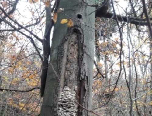 Lesnický management a ochrana biodiverzity