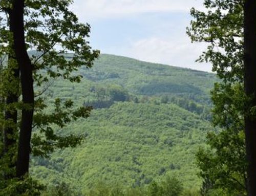 Přírodě blízké hospodaření v lesích Karpat pohledem českých lesníků