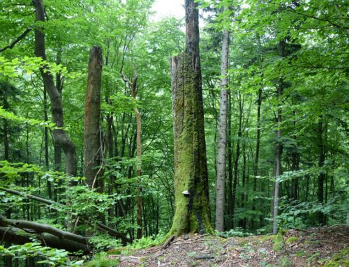 Studijní cesta na východní Slovensko