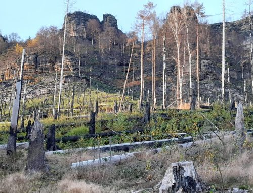 Diferencovaný přístup k post-kalamitní obnově lesů, seminář 1. – 2. 11. 2023, České Švýcarsko